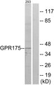 TPRA1 / GPR175 Antibody - Western blot analysis of lysates from 293 cells, using GPR175 Antibody. The lane on the right is blocked with the synthesized peptide.