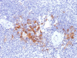 TRAF1 Antibody - IHC testing of FFPE human spleen with TRAF1 antibody. HIER: boil tissue sections in pH6, 10mM citrate buffer, for 10-20 min followed by cooling at RT for 20 min.
