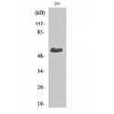 TRAF3IP3 Antibody - Western blot of T3JAM antibody