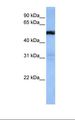 TRAF3IP3 Antibody - Jurkat cell lysate. Antibody concentration: 1.0 ug/ml. Gel concentration: 12%.  This image was taken for the unconjugated form of this product. Other forms have not been tested.