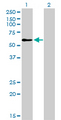 TRAF6 Antibody - Western Blot analysis of TRAF6 expression in transfected 293T cell line by TRAF6 monoclonal antibody (M02), clone 1B2.Lane 1: TRAF6 transfected lysate(59.6 KDa).Lane 2: Non-transfected lysate.