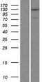TRAPPC11 Protein - Western validation with an anti-DDK antibody * L: Control HEK293 lysate R: Over-expression lysate