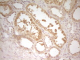 TRB3 / TRIB3 Antibody - IHC of paraffin-embedded Human Kidney tissue using anti-TRIB3 mouse monoclonal antibody. (Heat-induced epitope retrieval by 1 mM EDTA in 10mM Tris, pH8.5, 120°C for 3min).