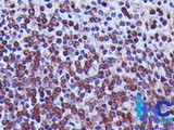 TREX1 Antibody - Immunohistochemistry-Paraffin: TREX1 Antibody (41M5F2) - Formalin-fixed, paraffin-embedded human spleen stained with TREX1 antibody (5 ug/ml), peroxidase-conjugate and DAB chromogen.  This image was taken for the unconjugated form of this product. Other forms have not been tested.