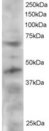 TRF1 / TERF1 Antibody - Antibody staining (2 ug/ml) of HeLa lysate (RIPA buffer, 30 ug total protein per lane). Primary incubated for 12 hour. Detected by Western blot of chemiluminescence.