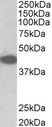 TRIB1 Antibody - TRIB1 antibody (0.1 ug/ml) staining of NIH3T3 lysate (35 ug protein in RIPA buffer). Primary incubation was 1 hour. Detected by chemiluminescence.
