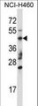 TRIM15 Antibody - TRIM15 Antibody western blot of NCI-H460 cell line lysates (35 ug/lane). The TRIM15 antibody detected the TRIM15 protein (arrow).