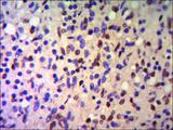 TRIM28 / KAP1 Antibody - IHC of paraffin-embedded human Spleen using anti-KAP1 / TIF1 beta diluted 1/500-1/1000.