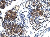 TRIM41 Antibody - Human Pancreas.  This image was taken for the unconjugated form of this product. Other forms have not been tested.