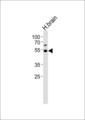 TRIM43B Antibody - Western blot of lysate from human brain tissue lysate with TRIM43B Antibody. Antibody was diluted at 1:1000. A goat anti-rabbit IgG H&L (HRP) at 1:10000 dilution was used as the secondary antibody. Lysate at 35 ug.