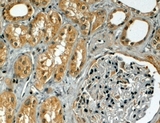 TRIM5 Antibody - Goat Anti-TRIM5 / RNF88 (alpha isoform) Antibody (4µg/ml) staining of paraffin embedded Human Kidney. Steamed antigen retrieval with citrate buffer pH 6, HRP-staining.