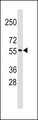 TRIM69 / Trif Antibody - Western blot of anti-TRIM69 Antibody (Center H215) (RB13950) in K562 cell line lysates (35 ug/lane). TRIM69(arrow) was detected using the purified antibody.
