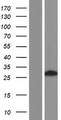 TRIM73 Protein - Western validation with an anti-DDK antibody * L: Control HEK293 lysate R: Over-expression lysate
