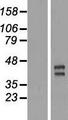 TRIML2 Protein - Western validation with an anti-DDK antibody * L: Control HEK293 lysate R: Over-expression lysate