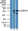 TRIP / LRRFIP1 Antibody - Western blot of LRRFIP1 in human heart lysate using 1) pre-bleed and 2) Polyclonal Antibody to LRRFIP1, and Polyclonal Antibody to LRRFIP1 in 3) mouse heart lysate at 3 and 5 ug/ml, respectively. Goat anti-rabbit Ig HRP secondary antibody, and PicoTect ECL substrate solution, were used for this test.