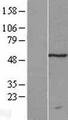 TRMT11 Protein - Western validation with an anti-DDK antibody * L: Control HEK293 lysate R: Over-expression lysate