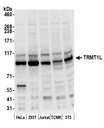 TRMT1L Antibody - Detection of human and mouse TRMT1L by western blot. Samples: Whole cell lysate (50 µg) from HeLa, HEK293T, Jurkat, mouse TCMK-1, and mouse NIH 3T3 cells prepared using NETN lysis buffer. Antibody: Affinity purified rabbit anti-TRMT1L antibody used for WB at 0.4 µg/ml. Detection: Chemiluminescence with an exposure time of 10 seconds.