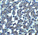 TRO / Trophonin Antibody - Immunohistochemistry of TROPHININ in mouse liver tissue with TROPHININ antibody at 10 ug/ml.