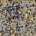 TRP32 / TXNL1 Antibody - Immunohistochemical analysis of TXNL1 staining in rat kidney formalin fixed paraffin embedded tissue section. The section was pre-treated using heat mediated antigen retrieval with sodium citrate buffer (pH 6.0). The section was then incubated with the antibody at room temperature and detected using an HRP conjugated compact polymer system. DAB was used as the chromogen. The section was then counterstained with hematoxylin and mounted with DPX.