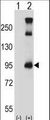 TRPC3 Antibody - Western blot of TRPC3 (arrow) using rabbit polyclonal TRPC3 Antibody. 293 cell lysates (2 ug/lane) either nontransfected (Lane 1) or transiently transfected (Lane 2) with the TRPC3 gene.