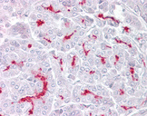 TRPM5 Antibody - Anti-TRPM5 antibody IHC of human pancreas. Immunohistochemistry of formalin-fixed, paraffin-embedded tissue after heat-induced antigen retrieval. Antibody concentration 5 ug/ml.  This image was taken for the unconjugated form of this product. Other forms have not been tested.