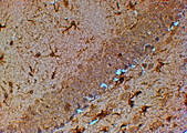 TRPM7 Antibody - Goat Anti-TRPM7 / LTRPC7 Antibody (4µg/ml) staining of paraffin embedded Mouse Hippocampus. Steamed antigen retrieval with citrate buffer pH 6, HRP-staining. Similar results were obtained after antigen retrieval at pH9.