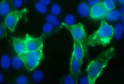 TRPV3 Antibody - Transfected HEK293 cell immunofluorescence staining
