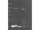Trypsin Inhibitor Antibody - Rabbit anti Soybean Trypsin Inhibitor antibody was used to detect purified Soybean Trypsin Inhibitor. Samples of ~1 and 0.25 ug of purified Soybean Trypsin Inhibitor per lane were run by SDS-PAGE under reducing and non-reducing conditions and reduced samples of protein contained 4% BME and were boiled for 5 minutes. Protein was transferred to nitrocellulose and probed with Rabbit anti Soybean Trypsin Inhibitor antibody (200-4679 lot 6594 1:5K in MB-0070, ON 4 C). Primary antibody was detected with Dylight 488 conjugated Streptavidin (S000-41 Lot 21091, 1:5K) and Atto 425 conjugated goat anti rabbit (LS-C153934 lot 26423C 1:10K 1.5 hr RT in MB-070) and imaged on the BioRad VersaDoc imaging system.