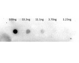 Trypsinogen Antibody - Dot Blot of rabbit Anti-Trypsinogen Antibody Biotin Conjugation. Lane 1: 100ng. Lane 2: 33.3ng. Lane 3: 11.1ng. Lane 4: 3.7ng. Lane 5: 1.23ng. Primary Antibody: Anti-trypsinogen BAC 1µg/mL. Secondary Antibody: Streptavidin-HRP 1:40,000. Blocking buffer: BlockOut MB-073 for 30 min at RT.