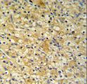 TSC501 / NAT8 Antibody - NAT8 Antibody IHC of formalin-fixed and paraffin-embedded mouse kidney tissue followed by peroxidase-conjugated secondary antibody and DAB staining.