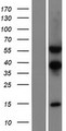 TSEN54 Protein - Western validation with an anti-DDK antibody * L: Control HEK293 lysate R: Over-expression lysate
