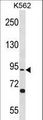 TSGA10 Antibody - TSGA10 Antibody western blot of K562 cell line lysates (35 ug/lane). The TSGA10 antibody detected the TSGA10 protein (arrow).