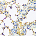 TSHB / TSH-Beta Antibody - Immunohistochemistry of paraffin-embedded mouse lung tissue.