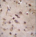 TSN / Translin Antibody - TSN Antibody immunohistochemistry of formalin-fixed and paraffin-embedded human brain tissue followed by peroxidase-conjugated secondary antibody and DAB staining.