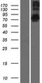 TSNAXIP1 Protein - Western validation with an anti-DDK antibody * L: Control HEK293 lysate R: Over-expression lysate