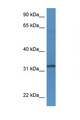 TSPAN33 / PEN Antibody - TSPAN33 antibody Western blot of Rat Brain lysate. Antibody concentration 1 ug/ml. This image was taken for the unconjugated form of this product. Other forms have not been tested.