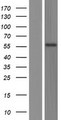TSPYL6 Protein - Western validation with an anti-DDK antibody * L: Control HEK293 lysate R: Over-expression lysate