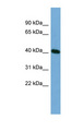 TSSK2 Antibody - TSSK2 antibody Western blot of HepG2 cell lysate. This image was taken for the unconjugated form of this product. Other forms have not been tested.