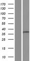 TSSK4 / TSSK5 Protein - Western validation with an anti-DDK antibody * L: Control HEK293 lysate R: Over-expression lysate
