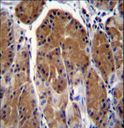 TSSK6 Antibody - TSSK6 Antibody immunohistochemistry of formalin-fixed and paraffin-embedded human stomach tissue followed by peroxidase-conjugated secondary antibody and DAB staining.