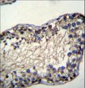 TSSK6 Antibody - TSSK6 Antibody immunohistochemistry of formalin-fixed and paraffin-embedded human testis tissue followed by peroxidase-conjugated secondary antibody and DAB staining.