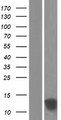 TSTD1 Protein - Western validation with an anti-DDK antibody * L: Control HEK293 lysate R: Over-expression lysate