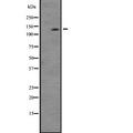 TTBK2 Antibody - Western blot analysis of TTBK2 expression in mouse thymus lysate. The lane on the left is treated with the antigen-specific peptide.