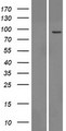 TTC13 Protein - Western validation with an anti-DDK antibody * L: Control HEK293 lysate R: Over-expression lysate