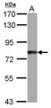 TTC14 Antibody - Sample (30 ug of whole cell lysate) A: IMR32 7.5% SDS PAGE TTC14 antibody diluted at 1:1000