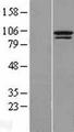 TTC14 Protein - Western validation with an anti-DDK antibody * L: Control HEK293 lysate R: Over-expression lysate