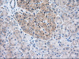 TTC32 Antibody - Immunohistochemical staining of paraffin-embedded Human pancreas tissue using anti-TTC32 mouse monoclonal antibody. (Dilution 1:50).