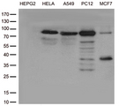 TTC7A Antibody - Western blot analysis of extracts. (35ug) from cell lines by using anti-TTC7A monoclonal antibody. (1:500)