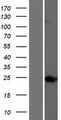 TTC9 Protein - Western validation with an anti-DDK antibody * L: Control HEK293 lysate R: Over-expression lysate