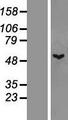 TTLL1 Protein - Western validation with an anti-DDK antibody * L: Control HEK293 lysate R: Over-expression lysate